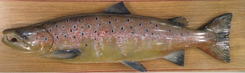 Макет рыбы Сёмга самец